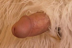 欧美xxxxbbbbb性少妇